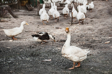 white goose on a farm among ducks on a cloudy day. A flock of geese with a large white goose