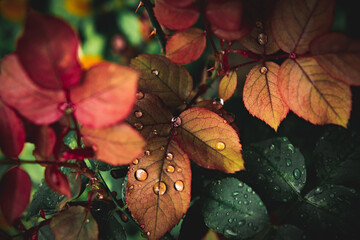 drops of water on leaves after an afternoon of rain