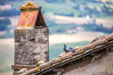 Chimney. Old pipes hoods on the roof, vyatyagivanie gas from the furnace under the dome. Pigeons on the roof.