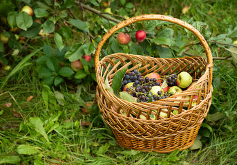 Fototapeta na wymiar wicker basket with apples and grapes on nature backgrounds, basket with fruits