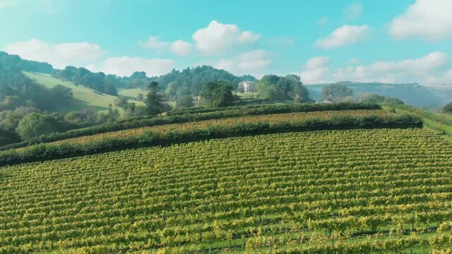 Aerial view of lush green vineyard and countryside in Sharpham, Devon, UK