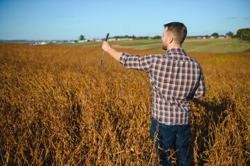 Naklejka na ściany i meble farmer standing in soybean field examining crop at sunset.