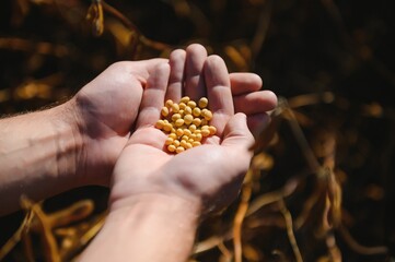 A white farmer's hands showing some yellow soybeans and brown pods. Dried grains, soy bean cultivation ready to be harvested in the south of Brazil.