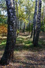 beautiful autumn forest with colorful foliage