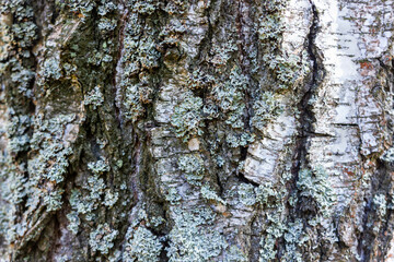 Wood trunk texture close-up, birch texture, birch bark natural texture background