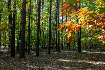 beautiful autumn forest with colorful foliage