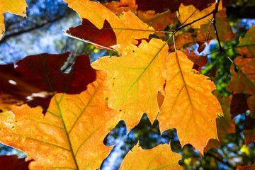 Naklejka na ściany i meble Close-up picture of red autumn oak leaves