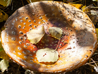 Picture of big mushroom amanita muscaria. Macro pattern