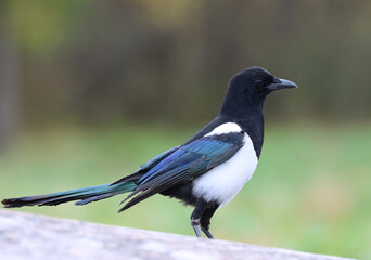 magpie