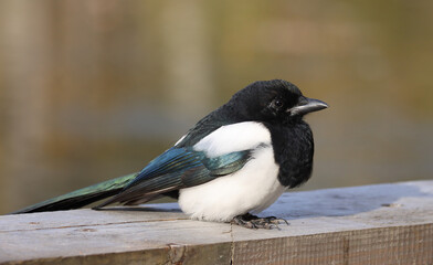 magpie