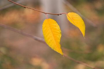 Obraz premium Late autumn. The last two yellow leaves lingered on a tree branch. Selective focus. Copy space.
