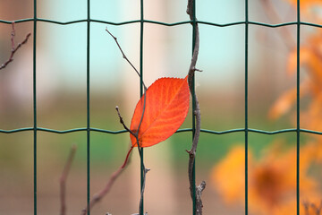 Autumn leaf fall. A single red leaf stuck in a mesh fence. Copy space.
