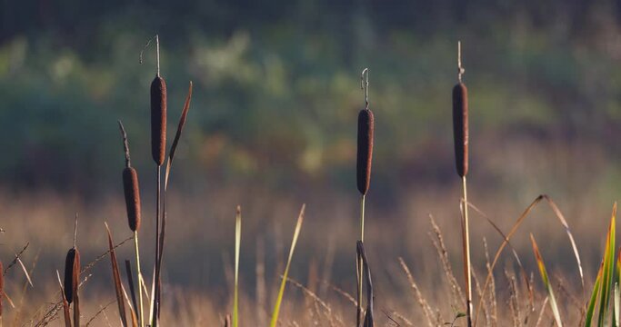 Typha latifolia, Bulrush during fall with early morning sun.