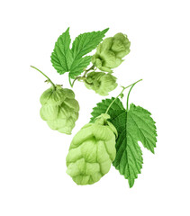 Fresh hop cones with leaves close up isolated on white background
