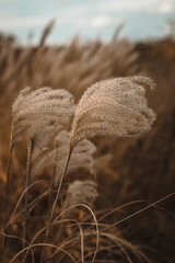 Boho trawa  © katarzyna