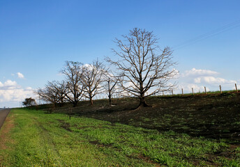 Burnt trees on the side of a highway.