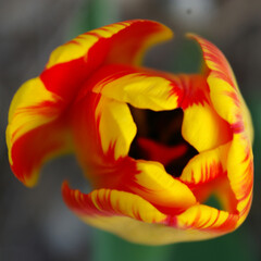 Fototapeta na wymiar tulipan żółty czerwony