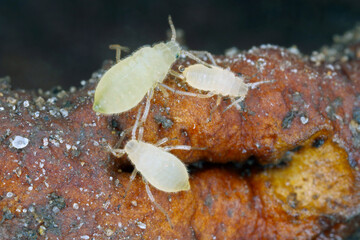 Close up of a colony of root aphids (Trama troglodytes) sucking on dandelion roots. - obrazy, fototapety, plakaty