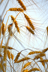 tilted ears of wheat against the blue sky. Wheat fields are fully ripe at the end of summer, ears are slightly tilted under the weight of ripe grains. close-up photo