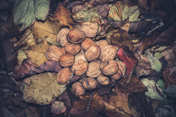 Walnuts lying on colorful autumn leaves in the grass.