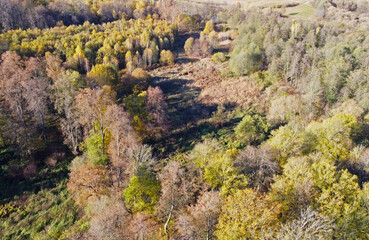 Top view of a beautiful yellow and green autumn coniferous forest. Natural tree tops texture