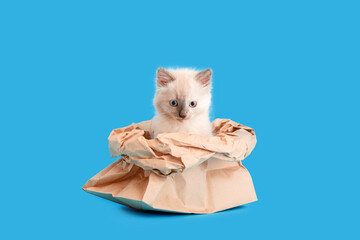 Funny kitten hiding in paper bag isolated on color blue background with copy space. Beautiful...