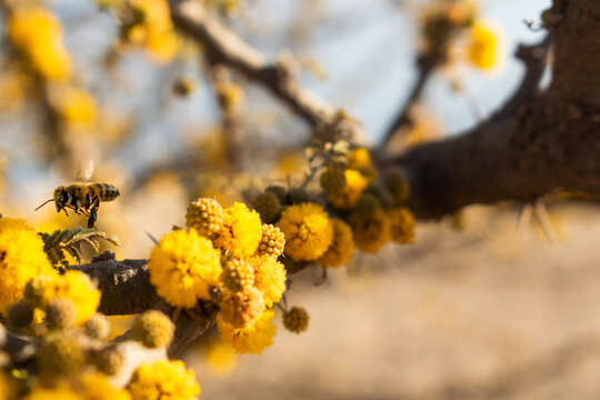 abeja rayada volando sobre flores amarillas, recolectando polen en un día soleado de primavera