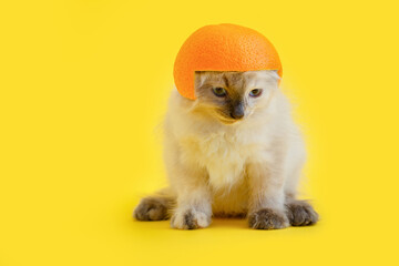 Fluffy kitten white cat In helmet made of orange Isolated on color Yellow background with copy space. Creative concept funny Domestic cat pet Animal in helmet fruit hat as super hero cat.