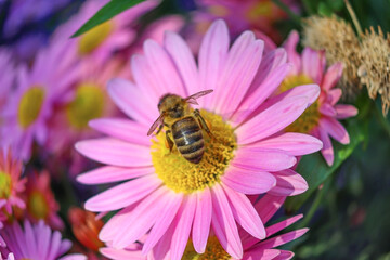 bee on a flower