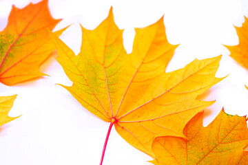 Bright colorful autumn leaves. nature