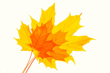 Bright colorful autumn leaves. nature