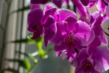 Fototapeta na wymiar pink orchid on the window in backlight