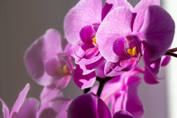 pink orchid on the window in backlight