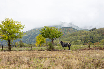 Black and white young horse stallions in corral farm, autumn photo.