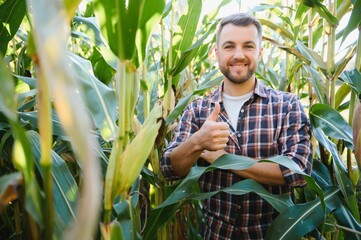 A man inspects a corn field and looks for pests. Successful farmer and agro business