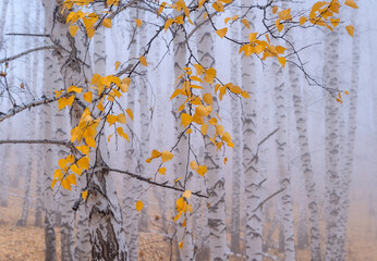 Birch grove in the early autumn morning in the fog. White curved tree trunks and the remains of yellow foliage on the branches.