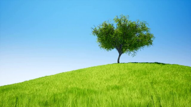 Tree on field green grass