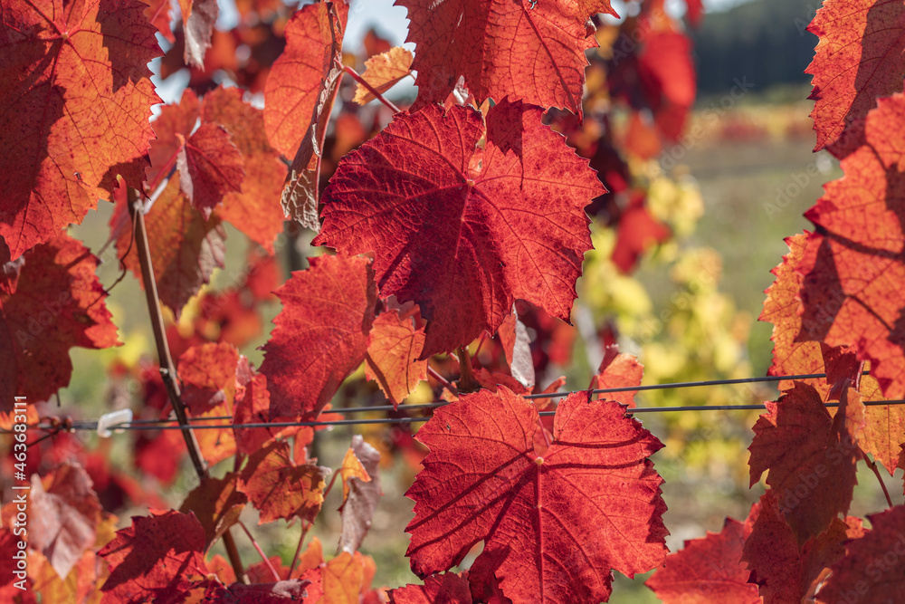 Sticker Bright red Autumnal vine leaf