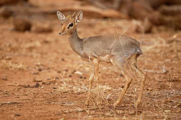 Foto op Plexiglas Kirks Dik-dik - Madoqua kirkii small brown antelope native to Eastern Africa and one of four species of dik-dik antelope, big eyes small horns big ears, grass eater © phototrip.cz