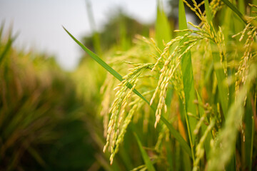 paddy field, rice plant, crop plant or rice field organic agriculture