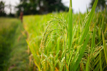 paddy field, rice plant, crop plant or rice field organic agriculture