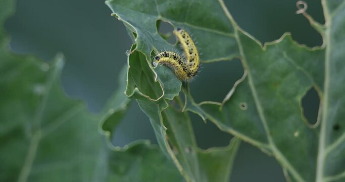 Caterpillar Pieris brassicae feeding on the green leaves of a broccoli plant