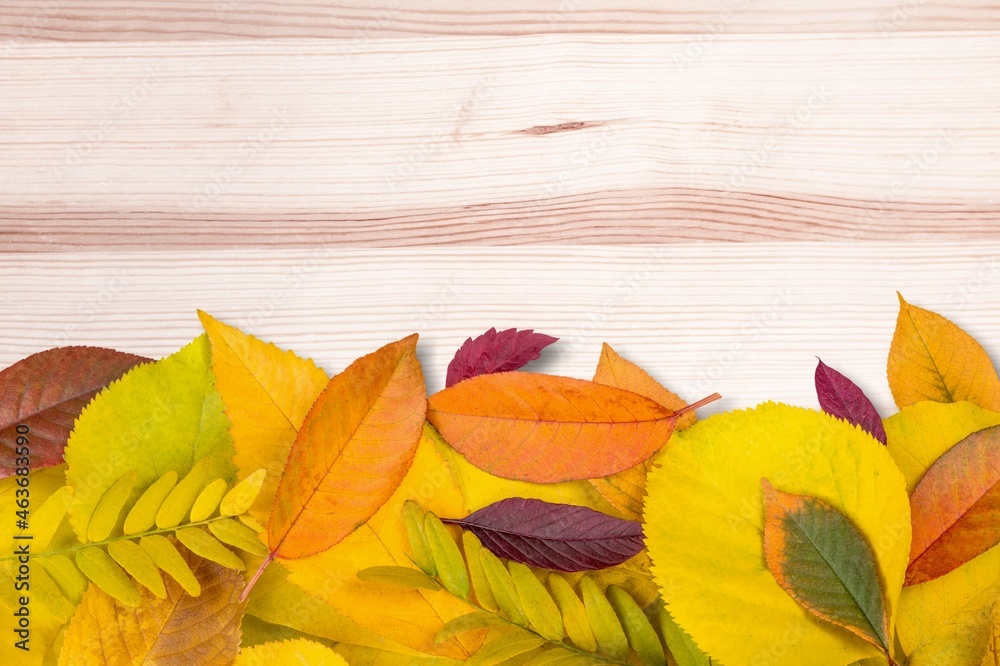 Sticker Multicolored autumn leaves on a wooden background.