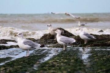 Some seagulls on the beach