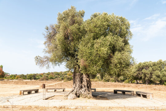 Umay Nine olive tree at Teos ancient site in Izmir province of Turkey.