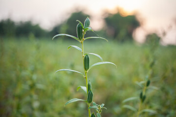 sesame seed plant growing in the field