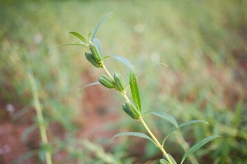 sesame seed plant growing in the field