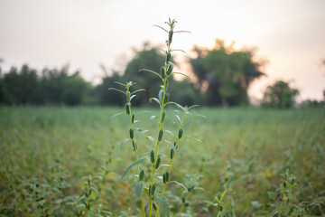 sesame seed plant growing in the field