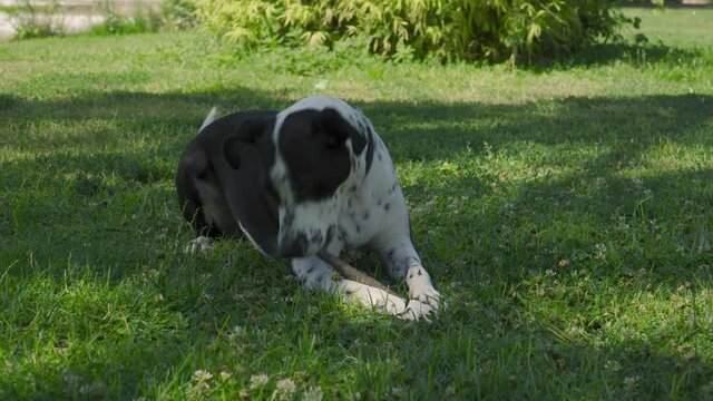 Perro negro con manchas blancas jugando con un palo, perro mordiendo un palo en el parque, perro jugando con una rama al aire libre, perro comi&eacute;ndose un palo en c&eacute;sped 