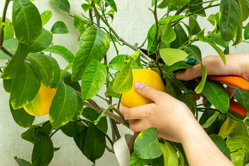 Harvesting fresh tasty lemons from potted citrus plant. Close-up of the females hands who harvest...